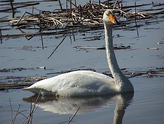Sangsvane, Whooper Swan (Hammervatnet, Levanger)