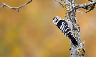 Dvergspett, Lesser Spotted Woodpecker (Skipstadkilen, Hvaler)