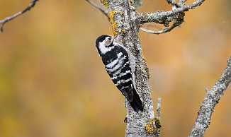 Dvergspett, Lesser Spotted Woodpecker (Skipstadkilen, Hvaler)