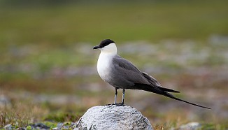 Fjelljo, Long-tailed Skua (Komagdalen)