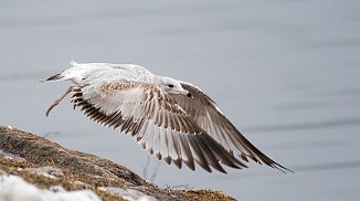 Ringnebbmåke, Ring-billed Gull (Frierfjorden, Porsgrunn)