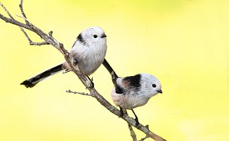 Stjertmeis, Long-tailed Tit (Skipstadkilen, Hvaler)