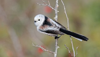 Stjertmeis, Long-tailed Tit (Skipstadkilen, Hvaler)