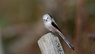 Stjertmeis, Long-tailed Tit (Skipstadkilen, Hvaler)