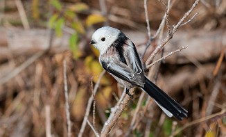 Stjertmeis, Long-tailed Tit (Skipstadkilen, Hvaler)