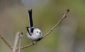 Stjertmeis, Long-tailed Tit (Skipstadkilen, Hvaler)