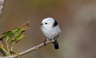 Stjertmeis, Long-tailed Tit (Skipstadkilen, Hvaler)