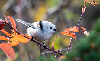 Stjertmeis, Long-tailed Tit (Skipstadkilen, Hvaler)