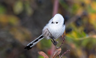 Stjertmeis, Long-tailed Tit (Skipstadkilen, Hvaler)