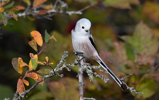 Stjertmeis, Long-tailed Tit (Skipstadkilen, Hvaler)