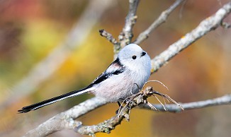 Stjertmeis, Long-tailed Tit (Skipstadkilen, Hvaler)