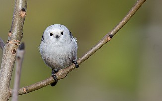 Stjertmeis, Long-tailed Tit (Skipstadkilen, Hvaler)