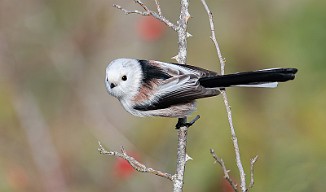 Stjertmeis, Long-tailed Tit (Skipstadkilen, Hvaler)