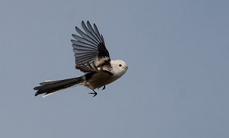 Stjertmeis, Long-tailed Tit (Skipstadkilen, Hvaler)