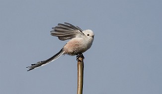 Stjertmeis, Long-tailed Tit (Skipstadkilen, Hvaler)