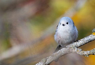 Stjertmeis, Long-tailed Tit (Skipstadkilen, Hvaler)