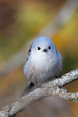 Stjertmeis, Long-tailed Tit (Skipstadkilen, Hvaler)