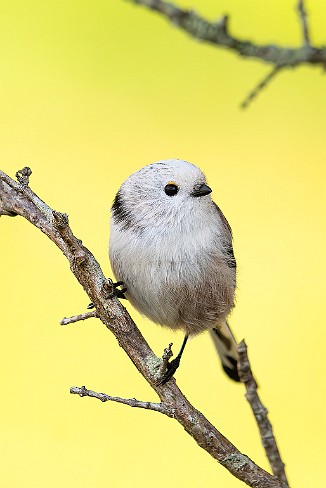 Stjertmeis, Long-tailed Tit (Skipstadkilen, Hvaler)