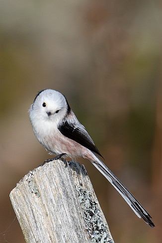 Stjertmeis, Long-tailed Tit (Skipstadkilen, Hvaler)